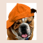 Uc Bulldog Store brand logo for ucbulldogstore.com